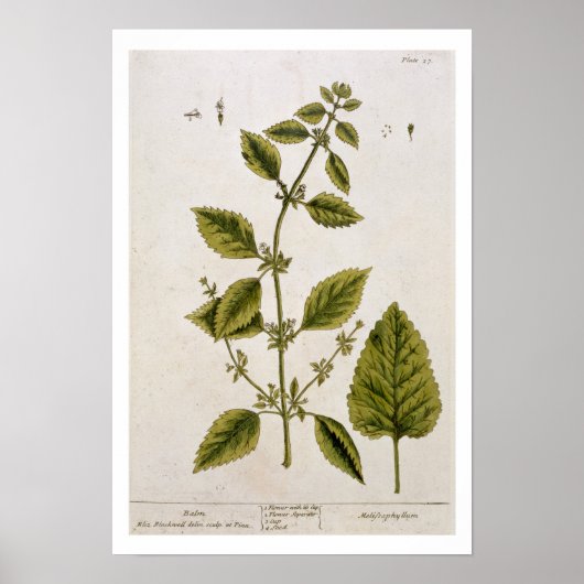 Poster Baume, assiette 27 de 'A Curious Herbal', publié (Devant)