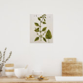 Poster Baume, assiette 27 de 'A Curious Herbal', publié (Cuisine)