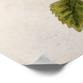 Poster Baume, assiette 27 de 'A Curious Herbal', publié (Coin)