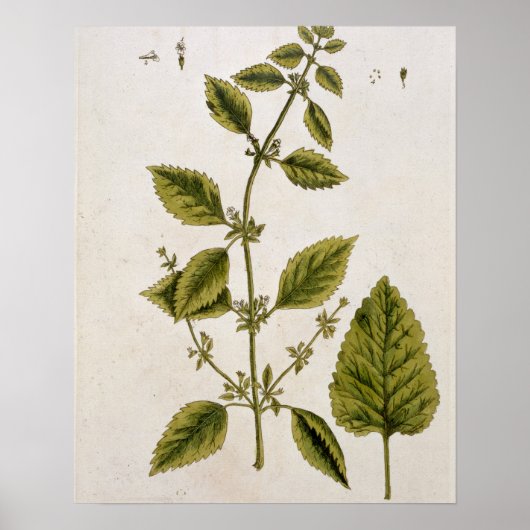Poster Baume, assiette 27 de 'A Curious Herbal', publié (Devant)