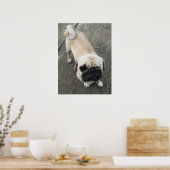 Poster Bauwk ... Chien Pug ... chiot mignon (Cuisine)