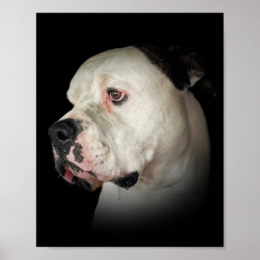 Poster baver le Bulldog américain (Devant)