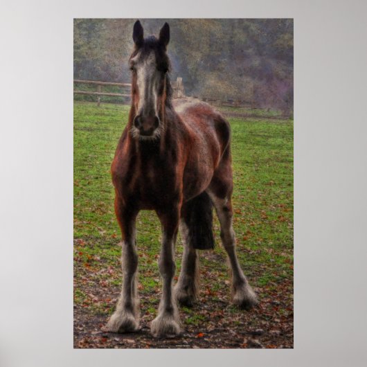 Poster Bay Shire Brouillon Horse Angleterre, Royaume-Uni (Devant)