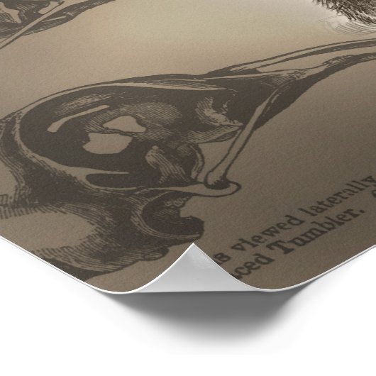 Poster Be Charles Darwin (Coin)