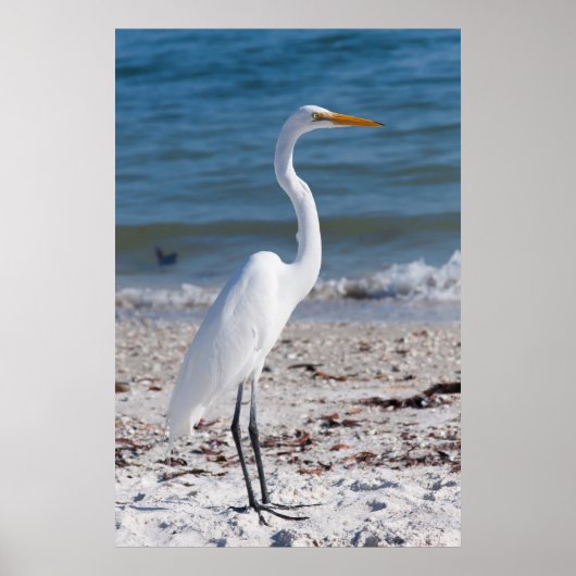 Poster Beach-bum Heron (Devant)