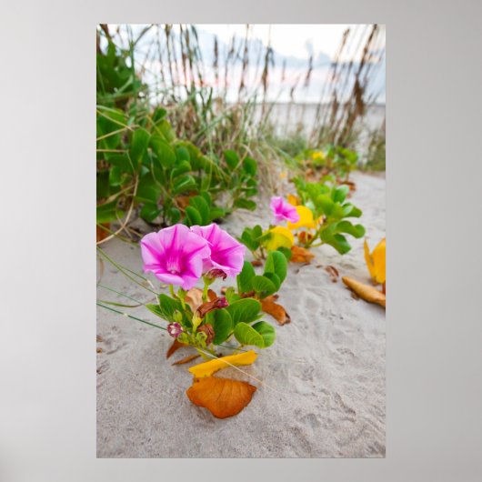 Poster Beach Morning Glory (Ipomoea Stolonifera) (Devant)