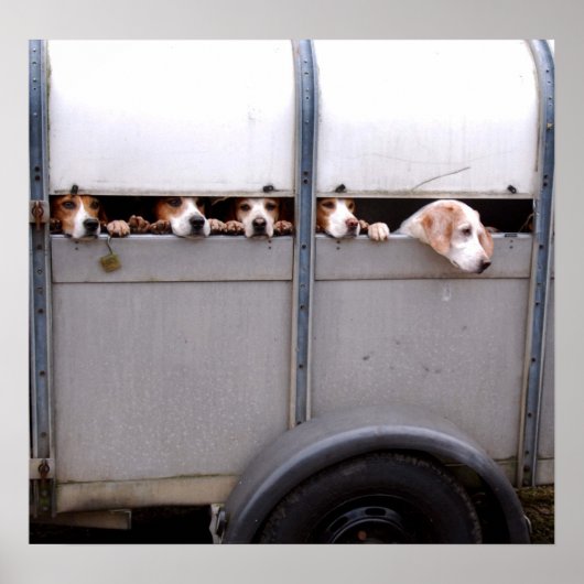 Poster Beagle (Devant)