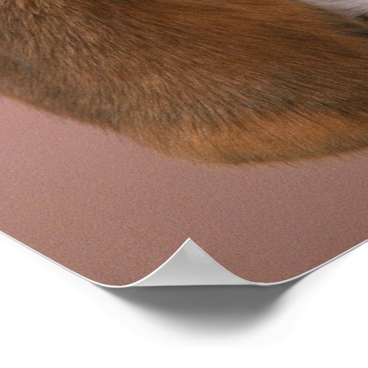 Poster Beagle (Coin)