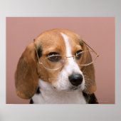 Poster Beagle (Devant)