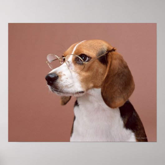 Poster Beagle (Devant)