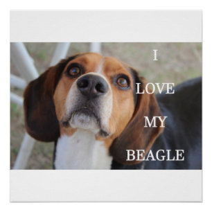Poster beagle amour w pic noir rouge blanc