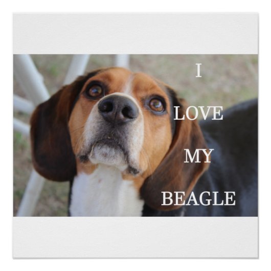 Poster beagle amour w pic noir rouge blanc (Devant)