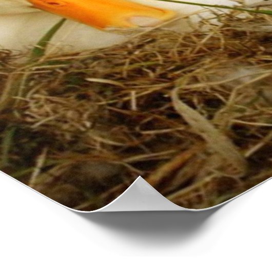 Poster beagle avec canard (Coin)