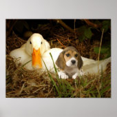 Poster beagle avec canard (Devant)