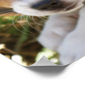 Poster Beagle Chien Chien Chien Chien Chien Chien Chien C (Coin)