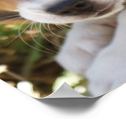 Poster Beagle Chien Chien Chien Chien Chien Chien Chien C (Coin)