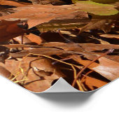 Poster Beagle Pup Leaf Sur Le Nez & Tennis Ball (Coin)