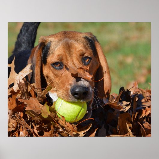 Poster Beagle Pup Leaf Sur Le Nez & Tennis Ball (Devant)