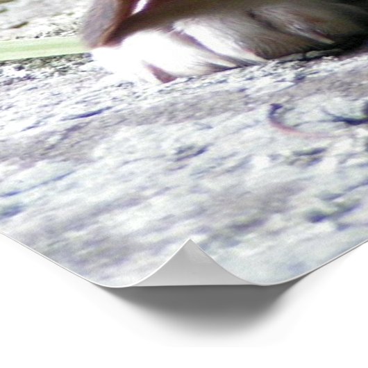 Poster beagle Puppy (Coin)