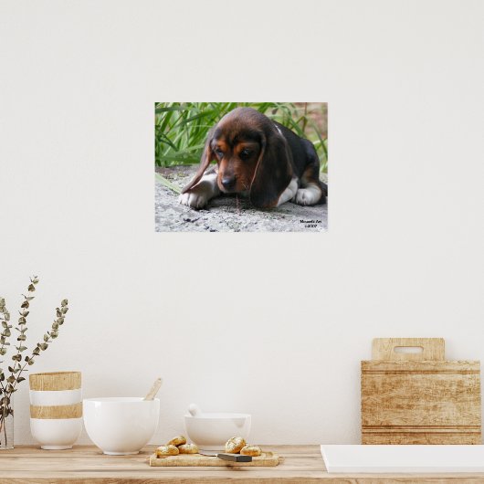 Poster beagle Puppy (Cuisine)