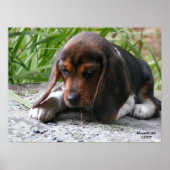 Poster beagle Puppy (Devant)
