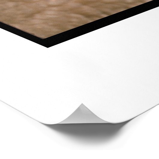 Poster beagle Puppy (Coin)