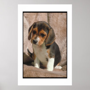 Poster beagle Puppy