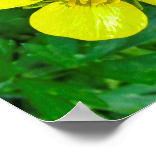 Poster Beaming Buttercup Flower. (Coin)
