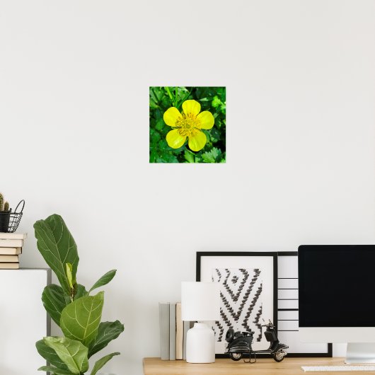 Poster Beaming Buttercup Flower. (Bureau à domicile)