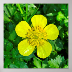 Poster Beaming Buttercup Flower.