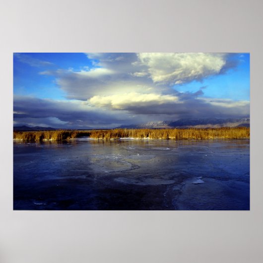 Poster Bear (Devant)