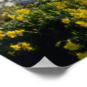 Poster BEAR LAKE, UT, US, fleur de singe et algues, (Coin)