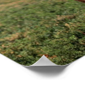 Poster Bear noire debout dressée (Coin)