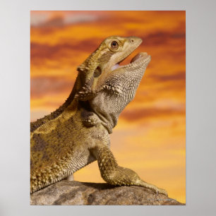 Poster Bearded dragon (Pogona Vitticeps) on rock