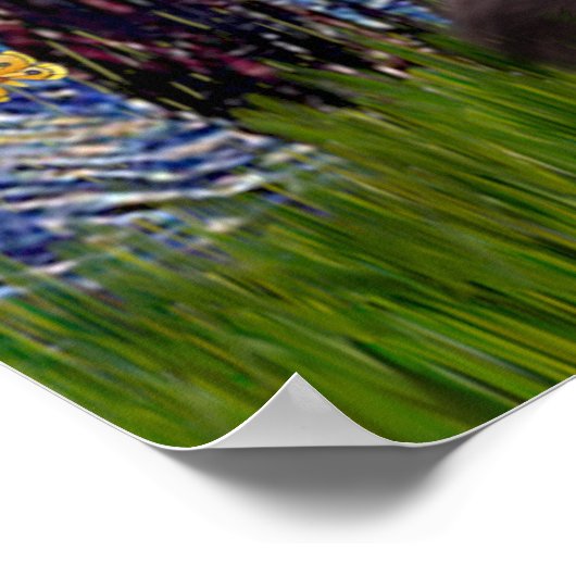 Poster Beardie 2 - Nuit étoilée (Coin)