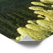 Poster Beargrass au col Logan dans le parc national Glaci (Coin)