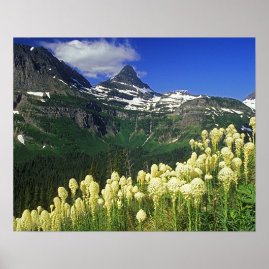 Poster Beargrass au col Logan dans le parc national Glaci (Devant)
