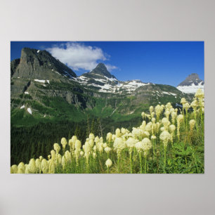 Poster Beargrass near Logan Pass in Gacier National