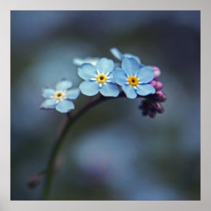 Poster Beau Bleu Élégant Oubliez-moi-pas Fleurs