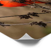 Poster Beau Cardinal du Nord (Coin)