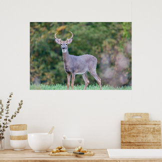 Poster Beau cerf à queue blanche en champ