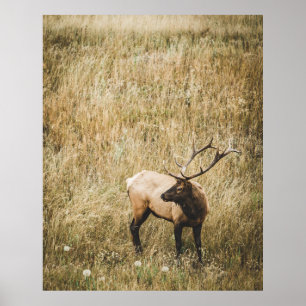 POSTER BEAU CERF D'ELK