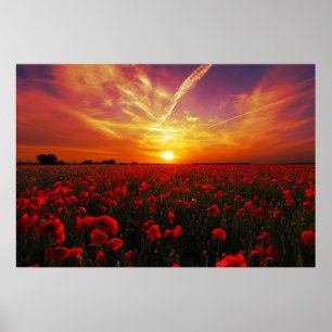 Poster Beau champ de fleur de pavot rouge coucher de sole