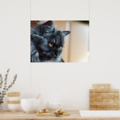 Poster Beau chat (Cuisine)