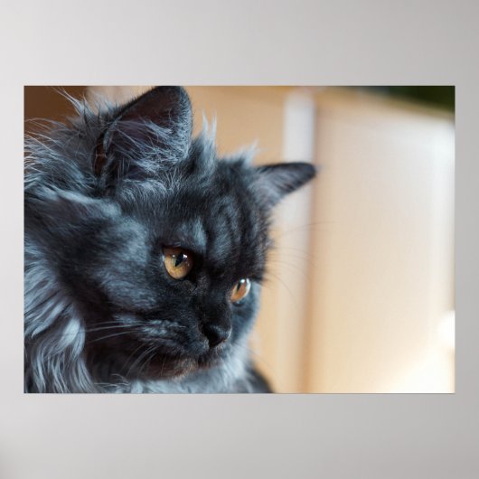 Poster Beau chat (Devant)
