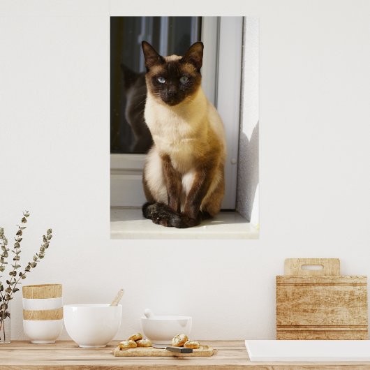 Poster Beau Chat Siamais (Cuisine)