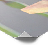 Poster Beau chat siamois avec yeux bleus (Coin)