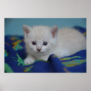 Poster Beau chaton