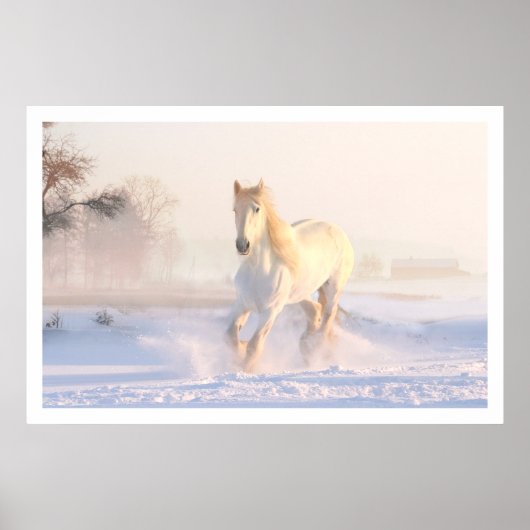 Poster Beau Cheval Blanc (Devant)