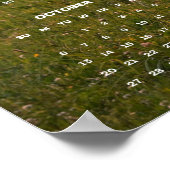 Poster Beau cheval Brown dans Meadow 2024 Calendrier mura (Coin)